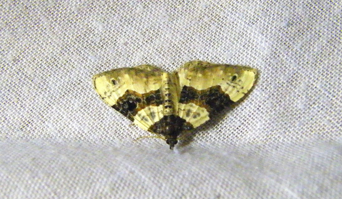 Cosmorhoe ocellata - szemes galajaraszoló