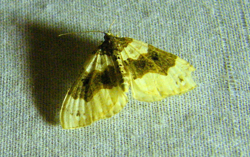 Cosmorhoe ocellata - szemes galajaraszoló