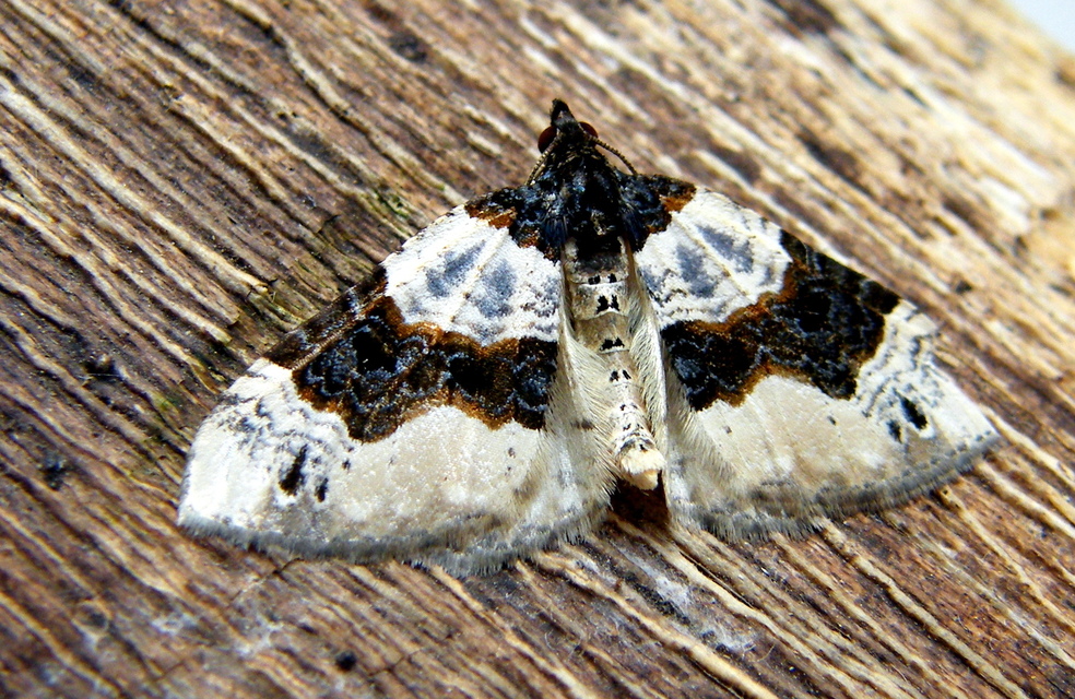 Cosmorhoe ocellata - szemes galajaraszoló