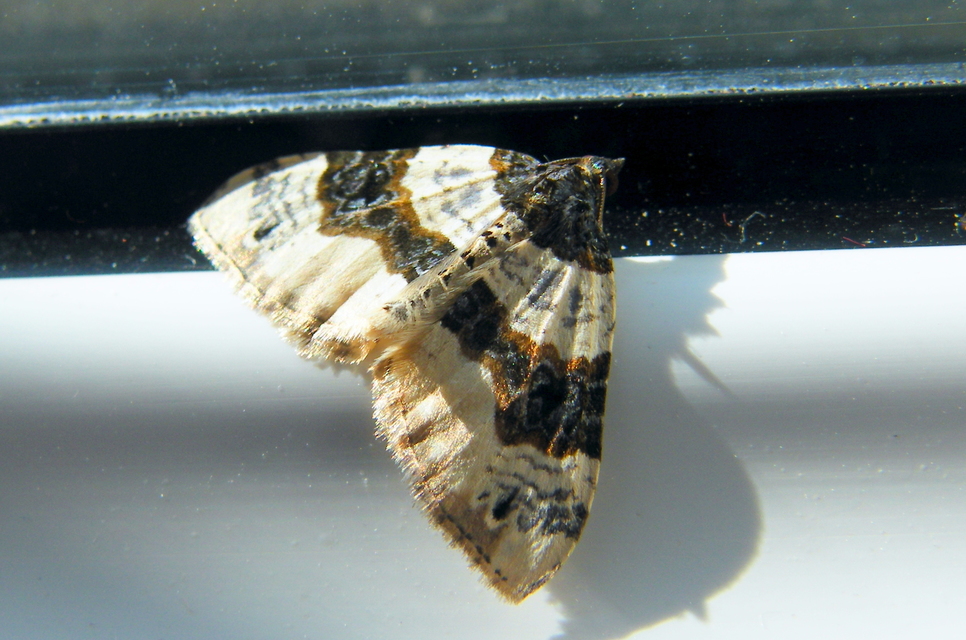 Cosmorhoe ocellata - szemes galajaraszoló