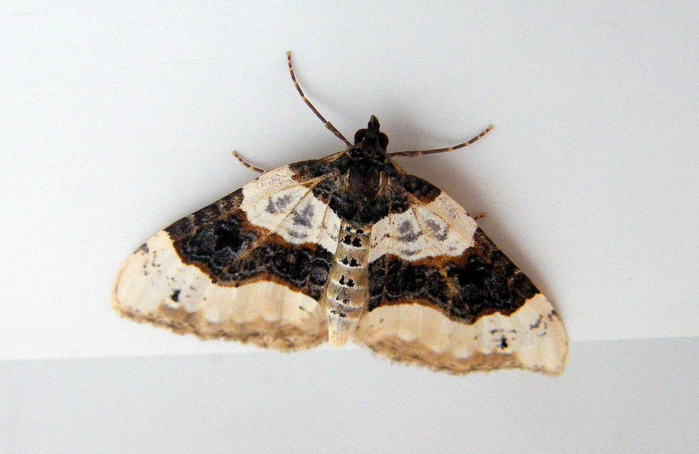 Cosmorhoe ocellata - szemes galajaraszoló