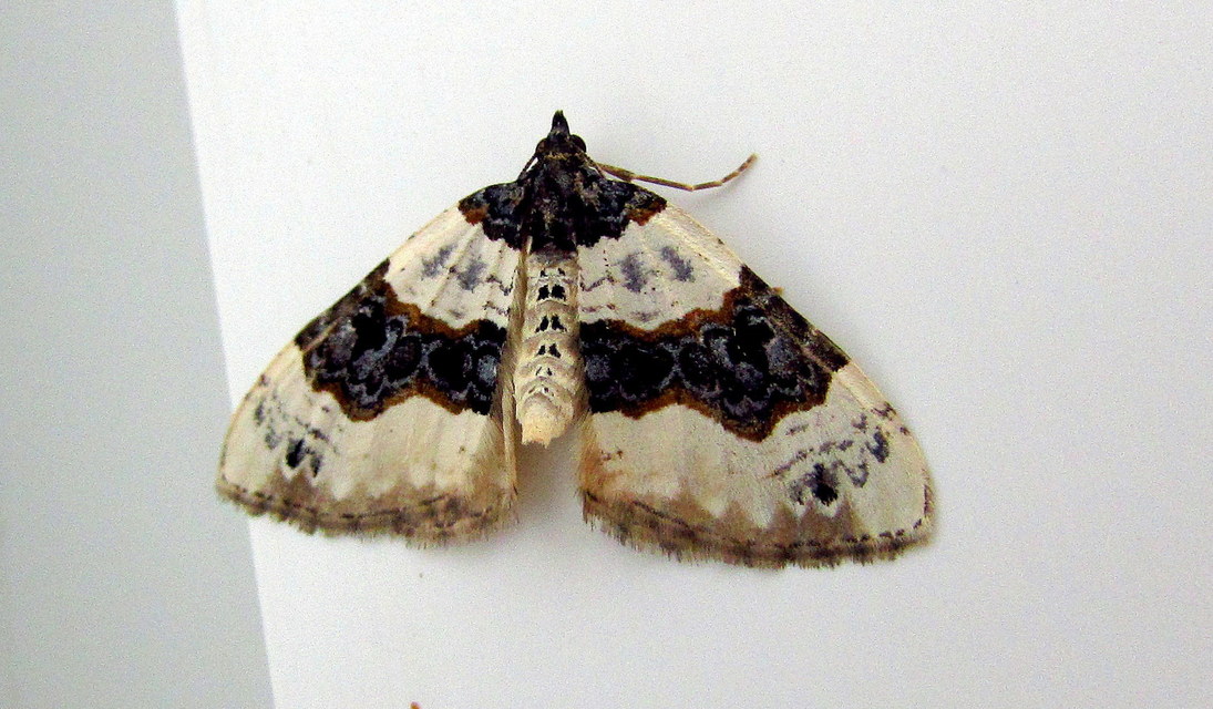 Cosmorhoe ocellata - szemes galajaraszoló
