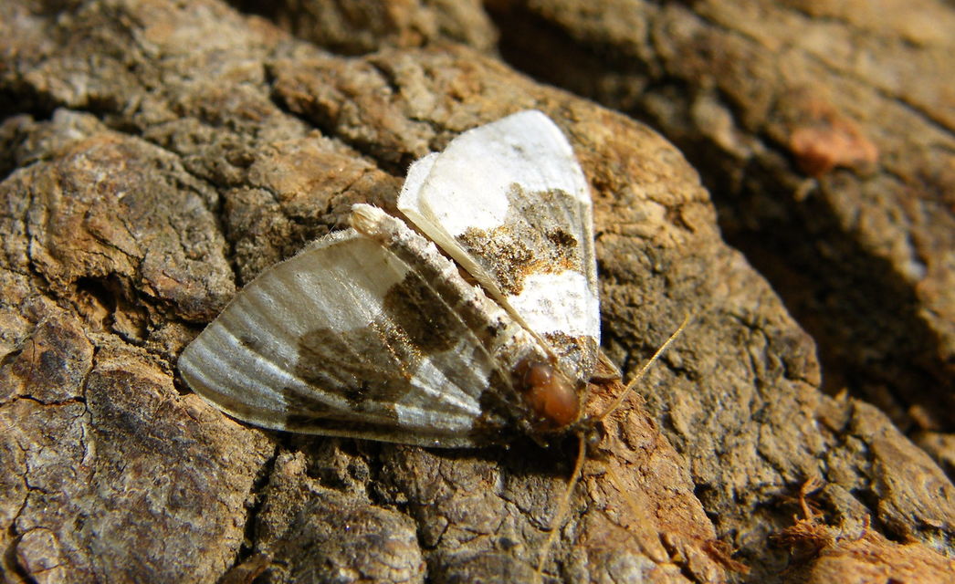 Cosmorhoe ocellata - szemes galajaraszoló