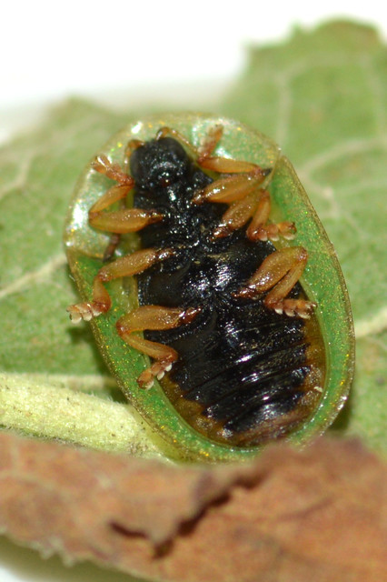 Cassida pannonica - pannon pajzsbogár