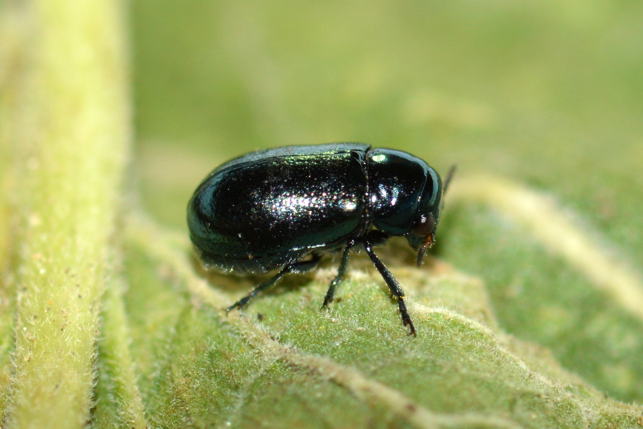 Coptocephala chalybaea - ércfényű hullóbogár