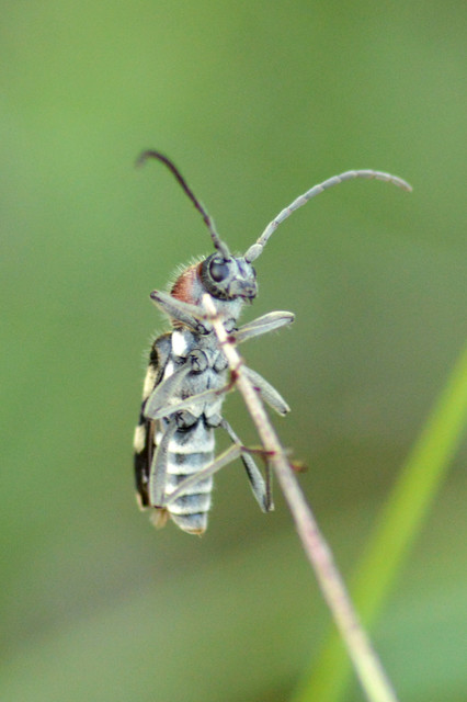 Chlorophorus hungaricus - magyar darázscincér