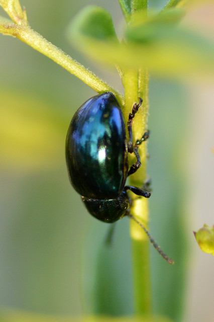 Chrysochus asclepiadeus - tündöklő méreggyiloklevelész