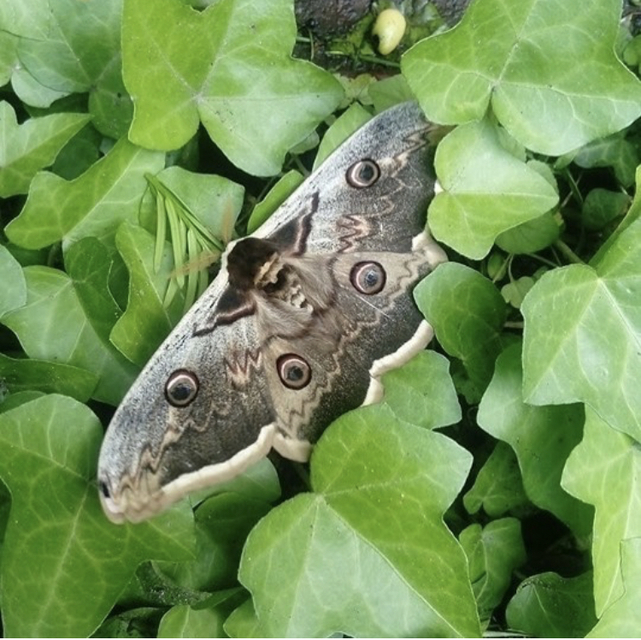 Saturnia pyri - nagy pávaszem