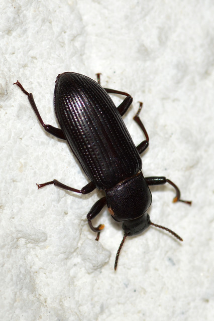 Menephilus cylindricus - fogasnyakú gyászbogár