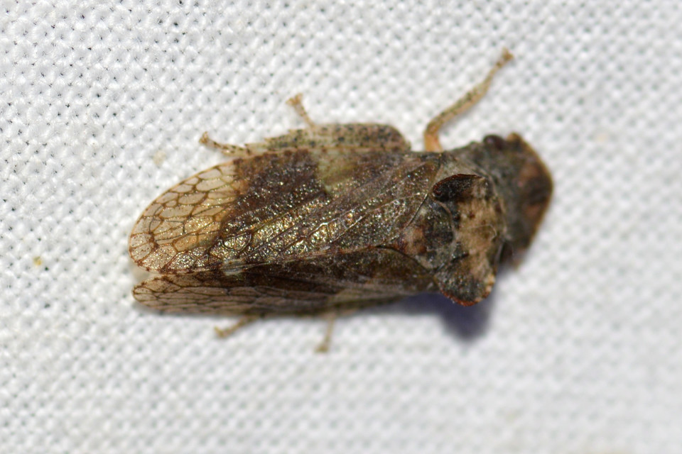 Ledra aurita - füleskabóca