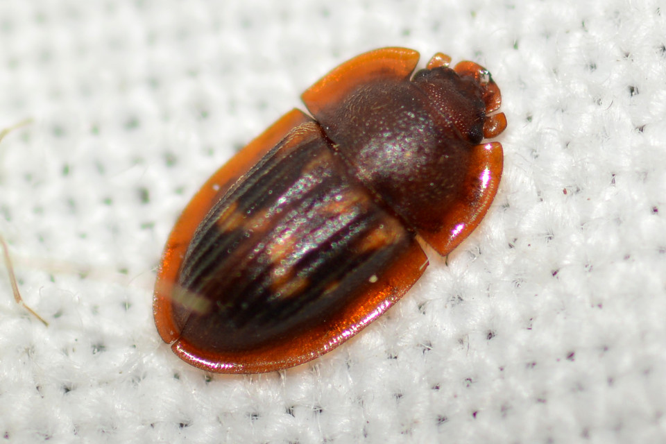 Amphotis marginata - hangyász fénybogár Amphotis marginata - hangyász fénybogár