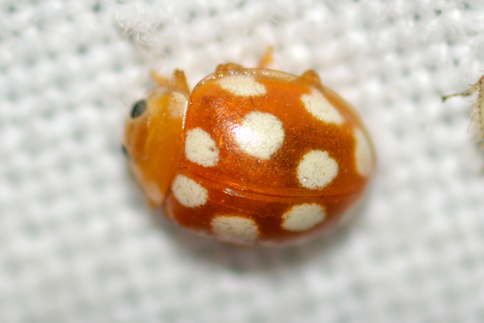 Vibidia duodecimguttata - tizenkétcseppes füsskata