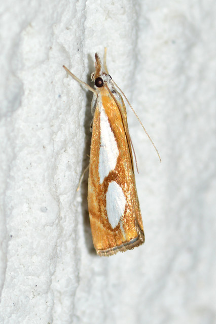 Catoptria pinella - ezüstös fűgyökérmoly