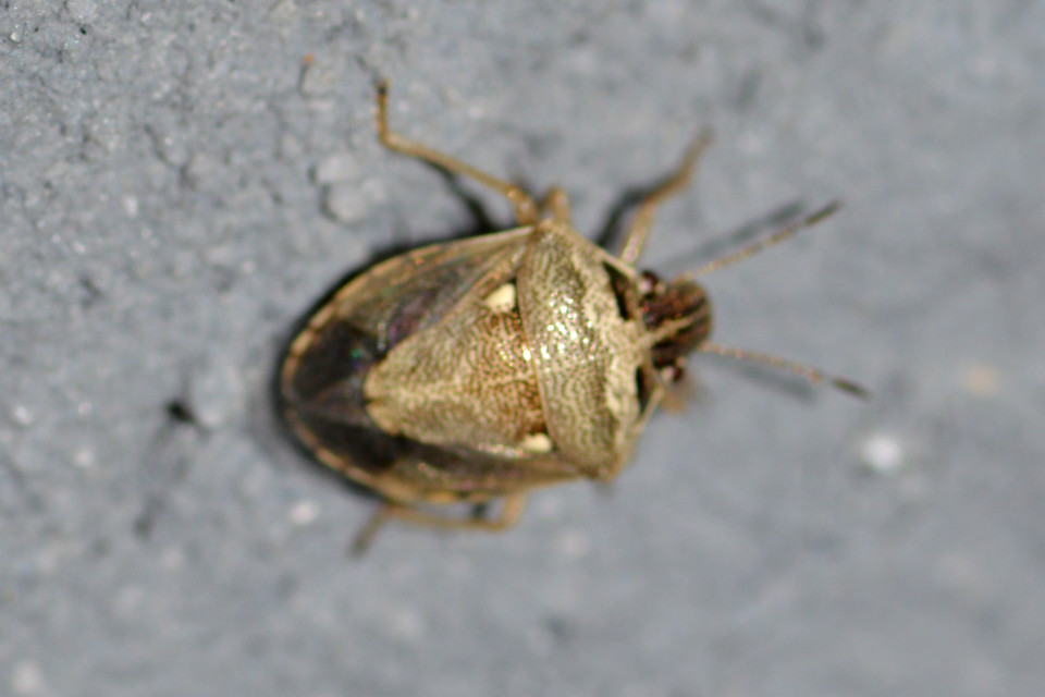 Eysarcoris ventralis - fakó feketefejű-poloska Eysarcoris ventralis - fakó feketefejű-poloska
