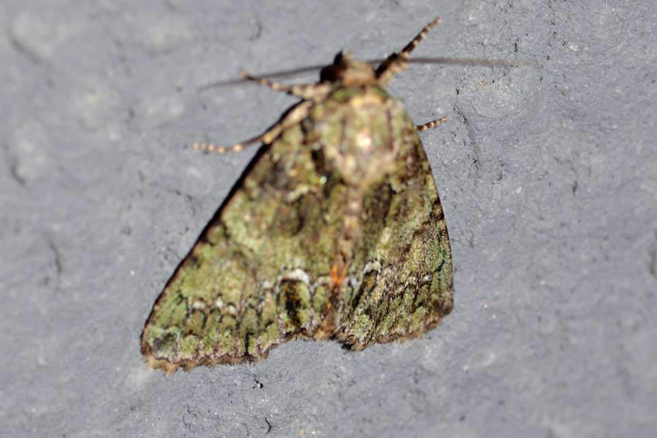 Polyphaenis sericata - selyemfényű erdeibagoly