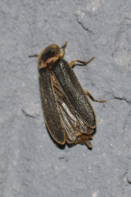 Lampyris noctiluca - nagy szentjánosbogár