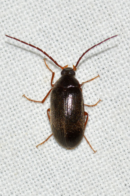 Hymenalia rufipes - rőtlábú alkonybogár