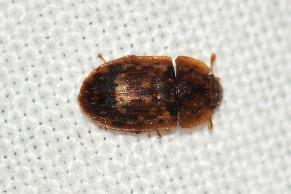 Soronia grisea - pettyegetett fénybogár