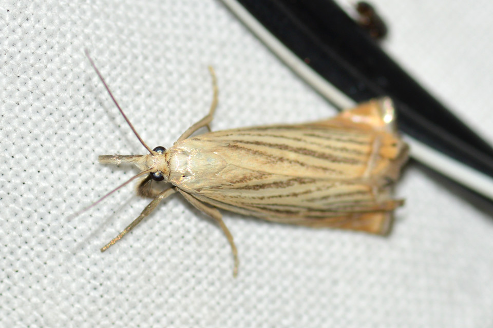 Chrysoteuchia culmella - kerti fűgyökérmoly