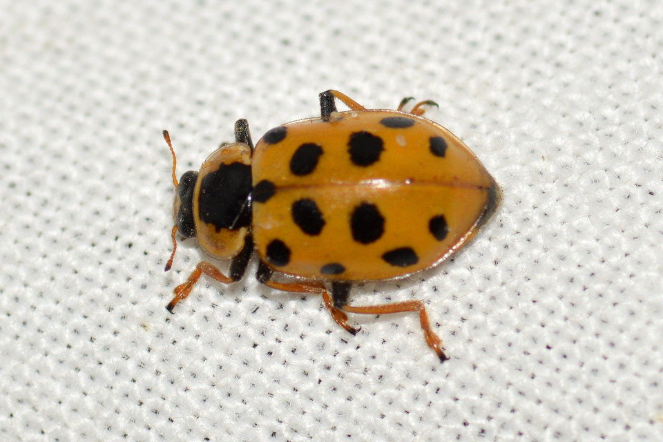 Hippodamia tredecimpunctata - mocsári katica