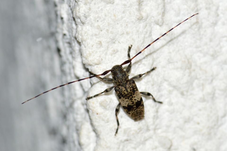 Leiopus nebulosus - öves gesztcincér