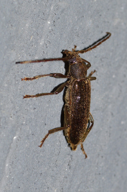 Trichoferus campestris - szállóvendég éjicincér