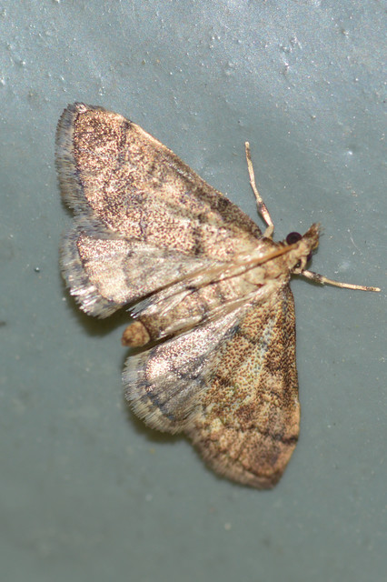 Metasia ophialis - kígyósávos tűzmoly