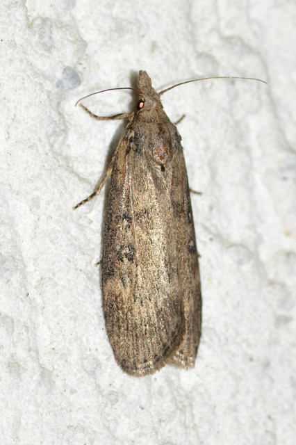 Lamoria anella - törmelékmoly