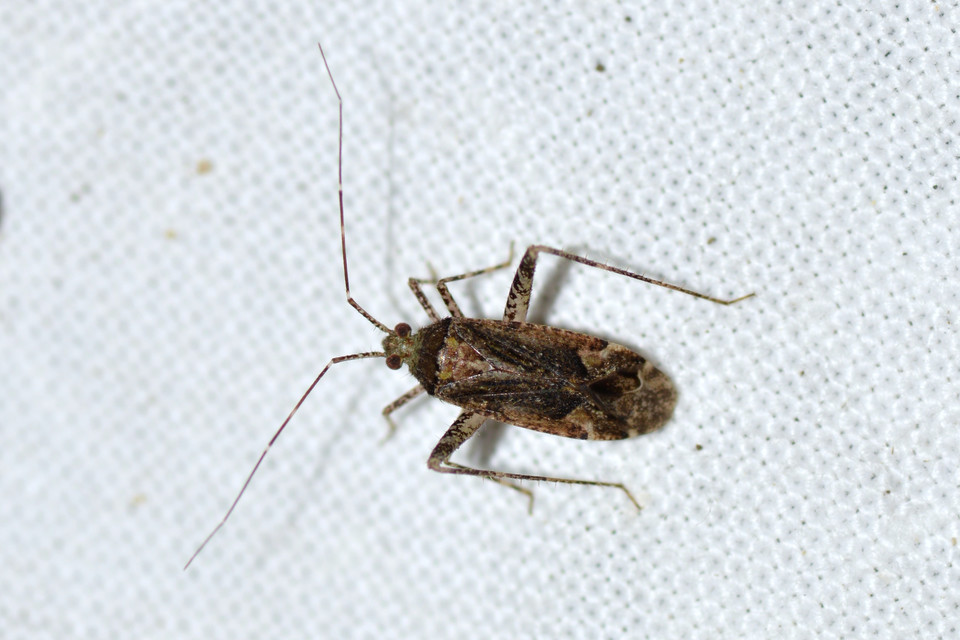 Phytocoris