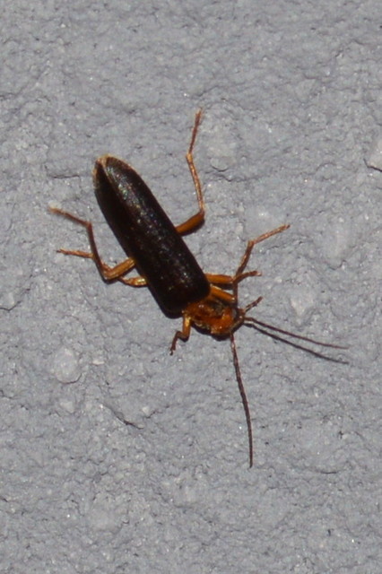 Nacerdes carniolica - karnóliai álcincér