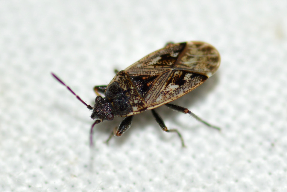 Sphragisticus nebulosus - foltos bodobács