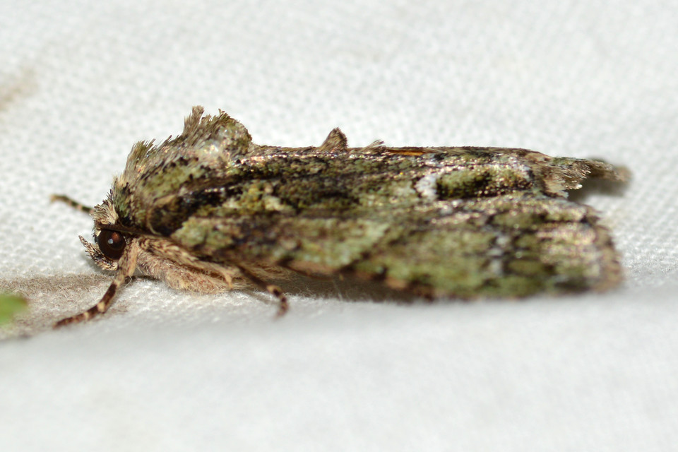 Polyphaenis sericata - selyemfényű erdeibagoly