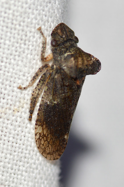 Ledra aurita - füleskabóca