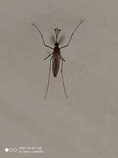Culicidae - csípőszúnyogok