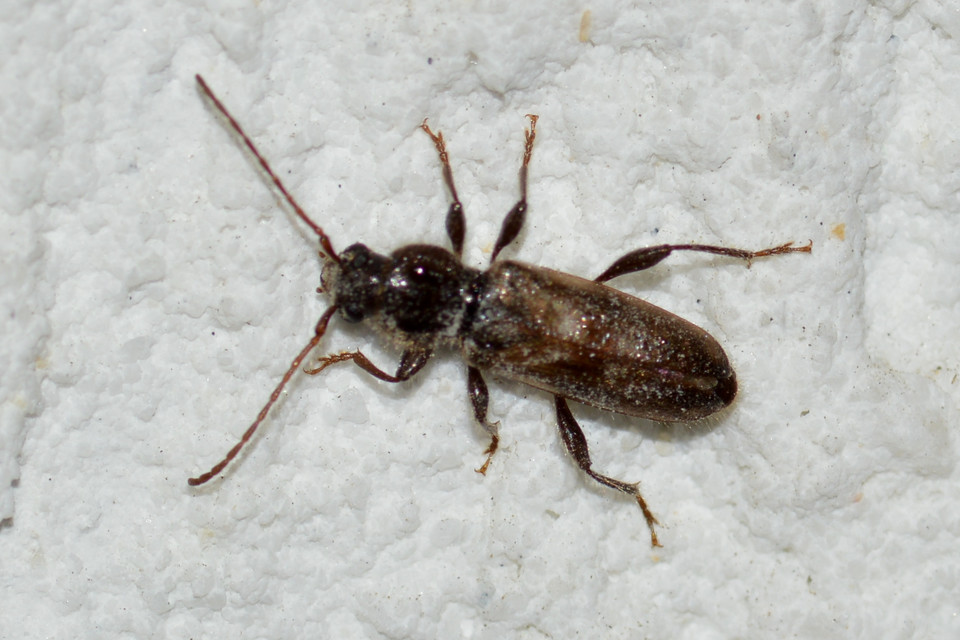 Hylotrupes bajulus - házicincér