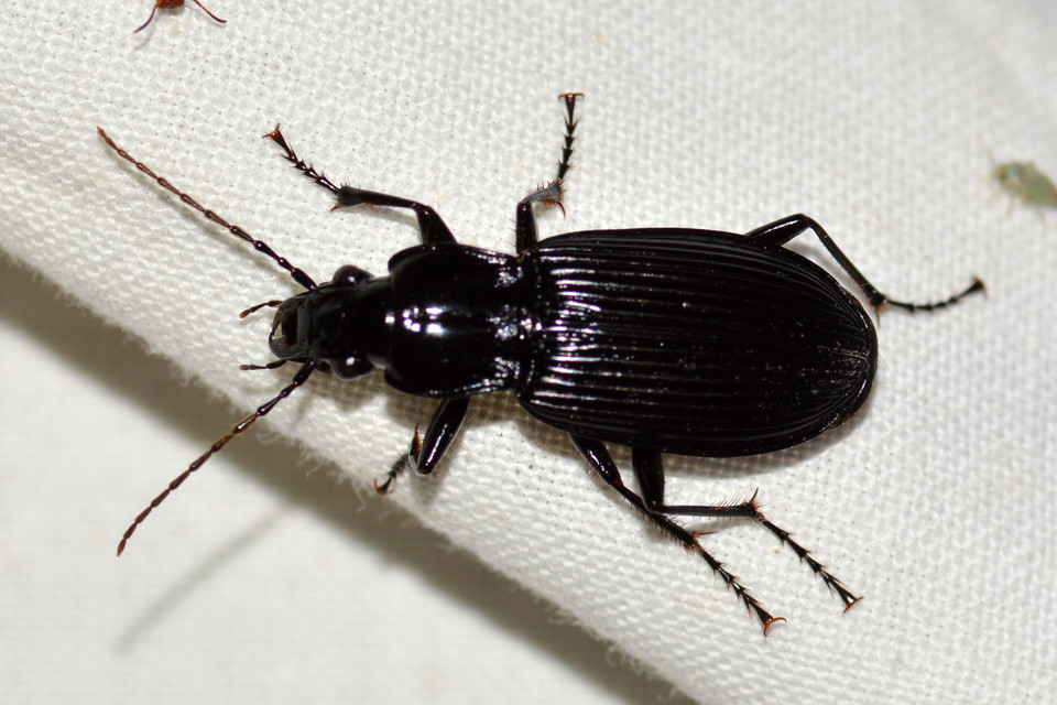 Pterostichus niger - komor gyászfutó