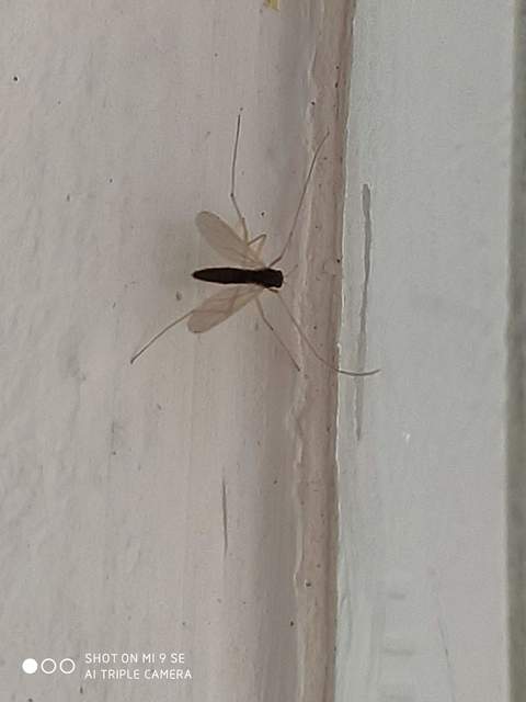Chironomidae - árvaszúnyogok