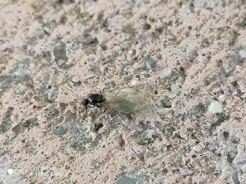 Tetramorium