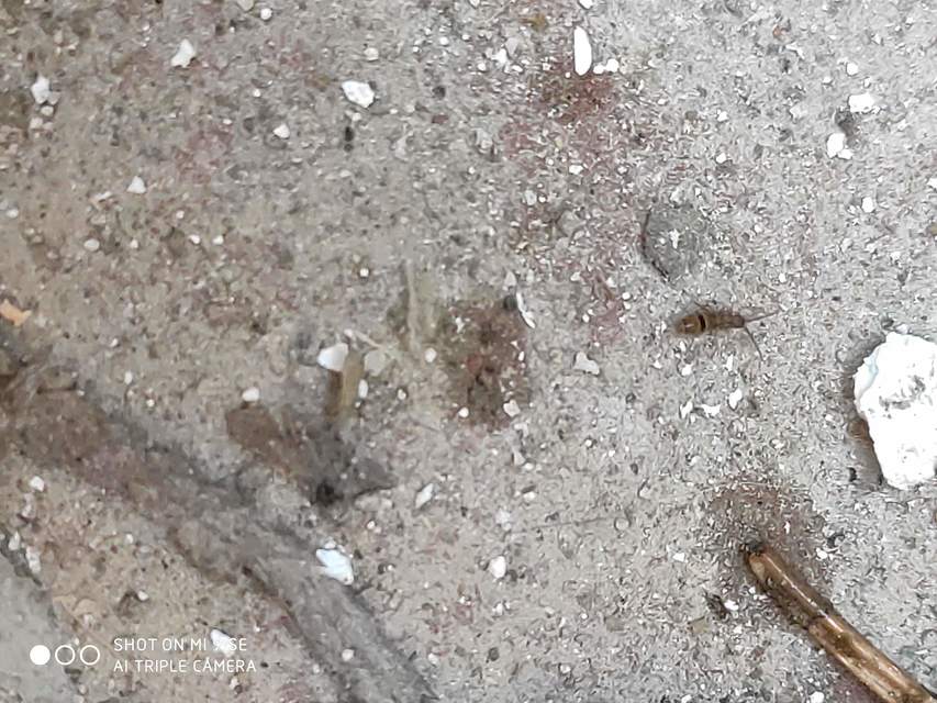 Orchesella cincta