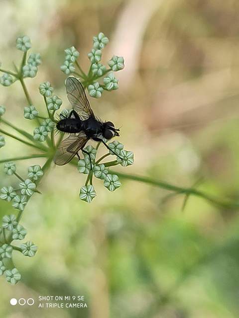Phania funesta