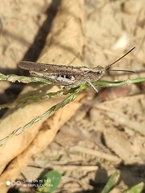 Chorthippus brunneus - közönséges tarlósáska