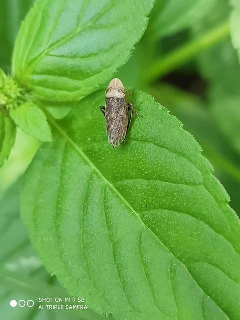 Aphrodes