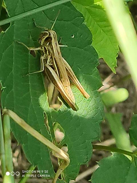 Euchorthippus declivus - rövidszárnyú rétisáska