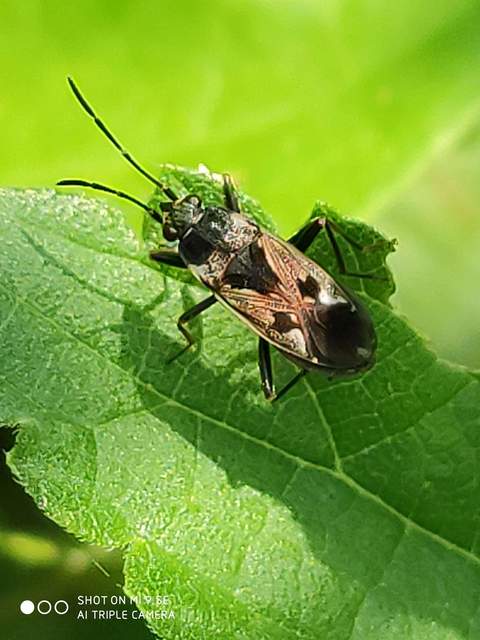 Raglius alboacuminatus - tarka díszesbodobács