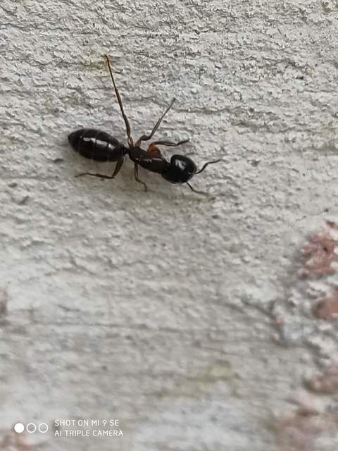 Camponotus fallax - ligeti lóhangya