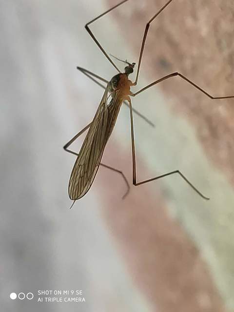 Pilaria discicollis