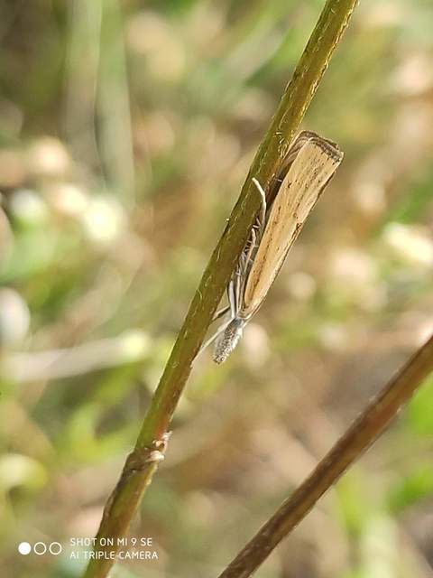 Agriphila inquinatella - közönséges fűgyökérmoly
