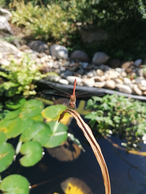 Sympetrum striolatum - harántsávos katona-szitakötő