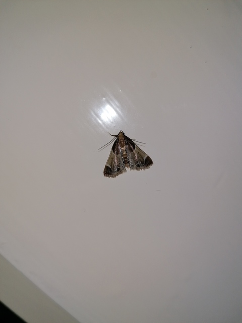 Pyralis farinalis - lisztilonca