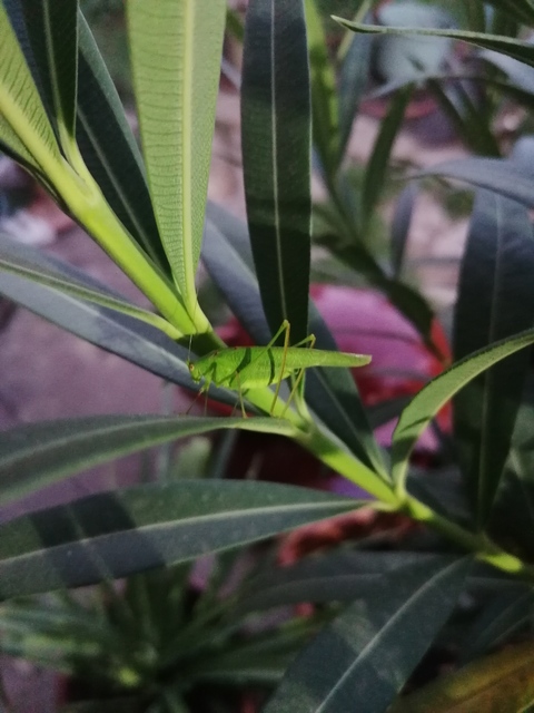 Phaneroptera nana - pontozott repülőszöcske